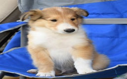 Collie dogs for sale: Paul - Image 7