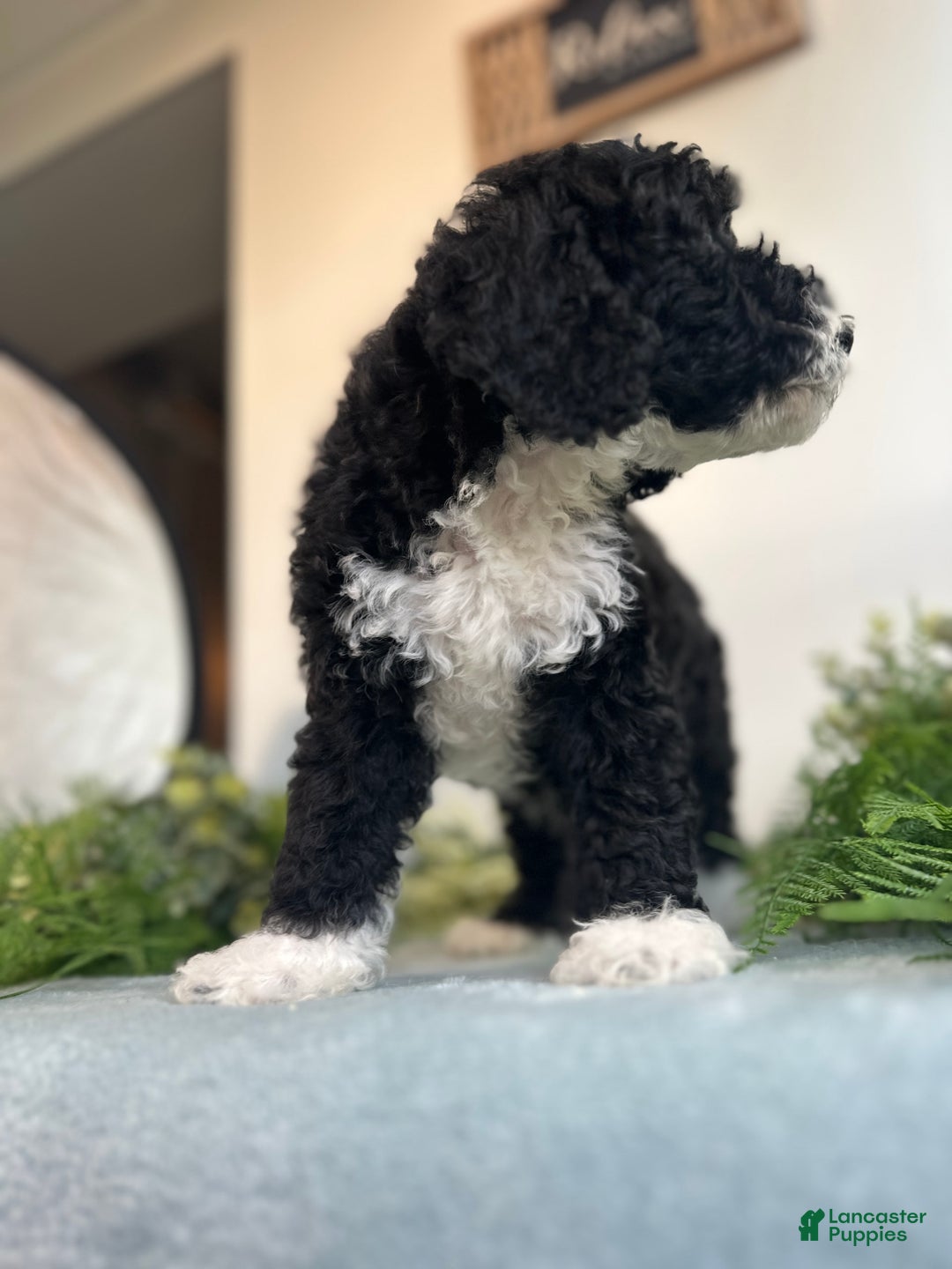 Mini Bernedoodle dogs for sale: Benito - Image 10