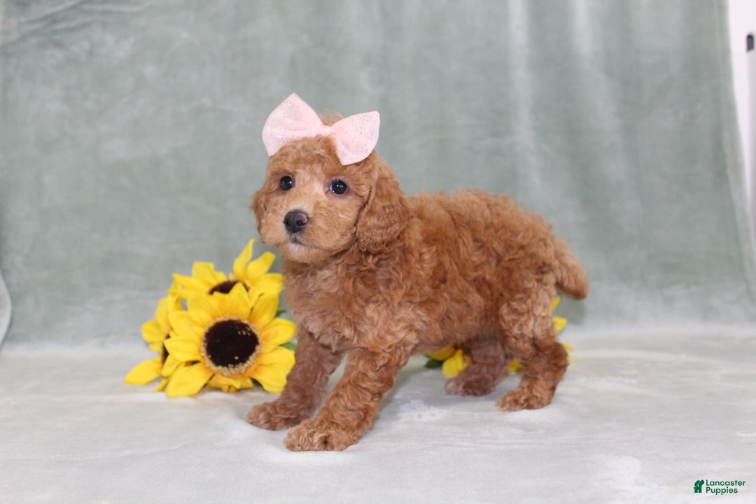 Miniature Poodle dogs for sale: Vanessa - Image 4