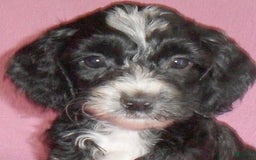 Cockapoo dogs for sale: Roxie - Image 6