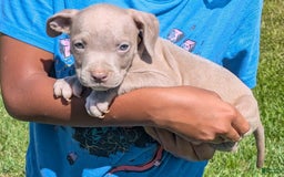 American Bully dogs for sale: Yellow Boy - Image 4