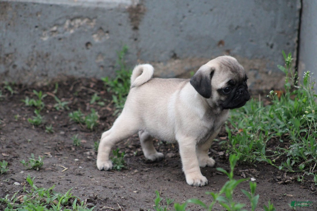 Pug dogs for sale: Galen - Image 6