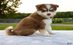 Pomsky dogs for sale: Raina - Image 7