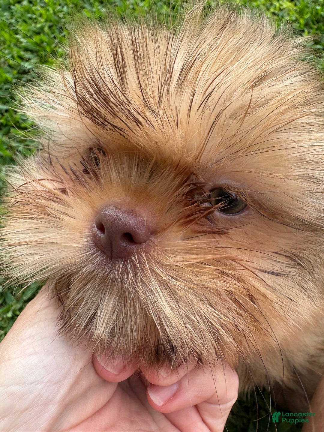 Shih Tzu dogs for sale: Brennan - Image 24