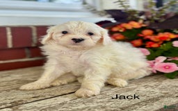 Mini Bernedoodle dogs for sale: Jack - Image 1