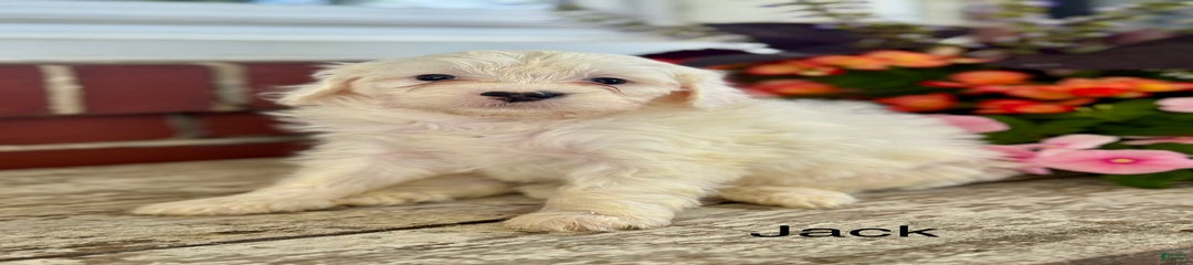 Jack