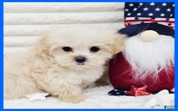 Morkie dogs for sale: Cupid - Image 3