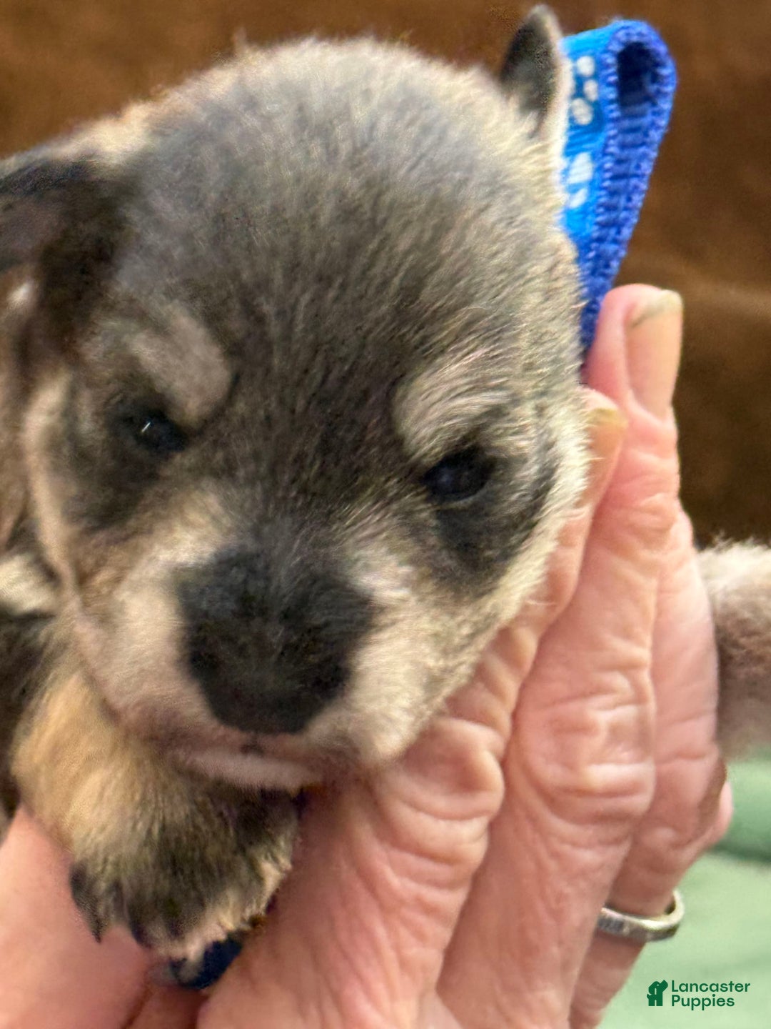 Miniature Schnauzer dogs for sale: Puppy2blue - Image 2