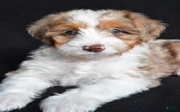 Mini Aussiedoodle dogs for sale: Julia - Image 2
