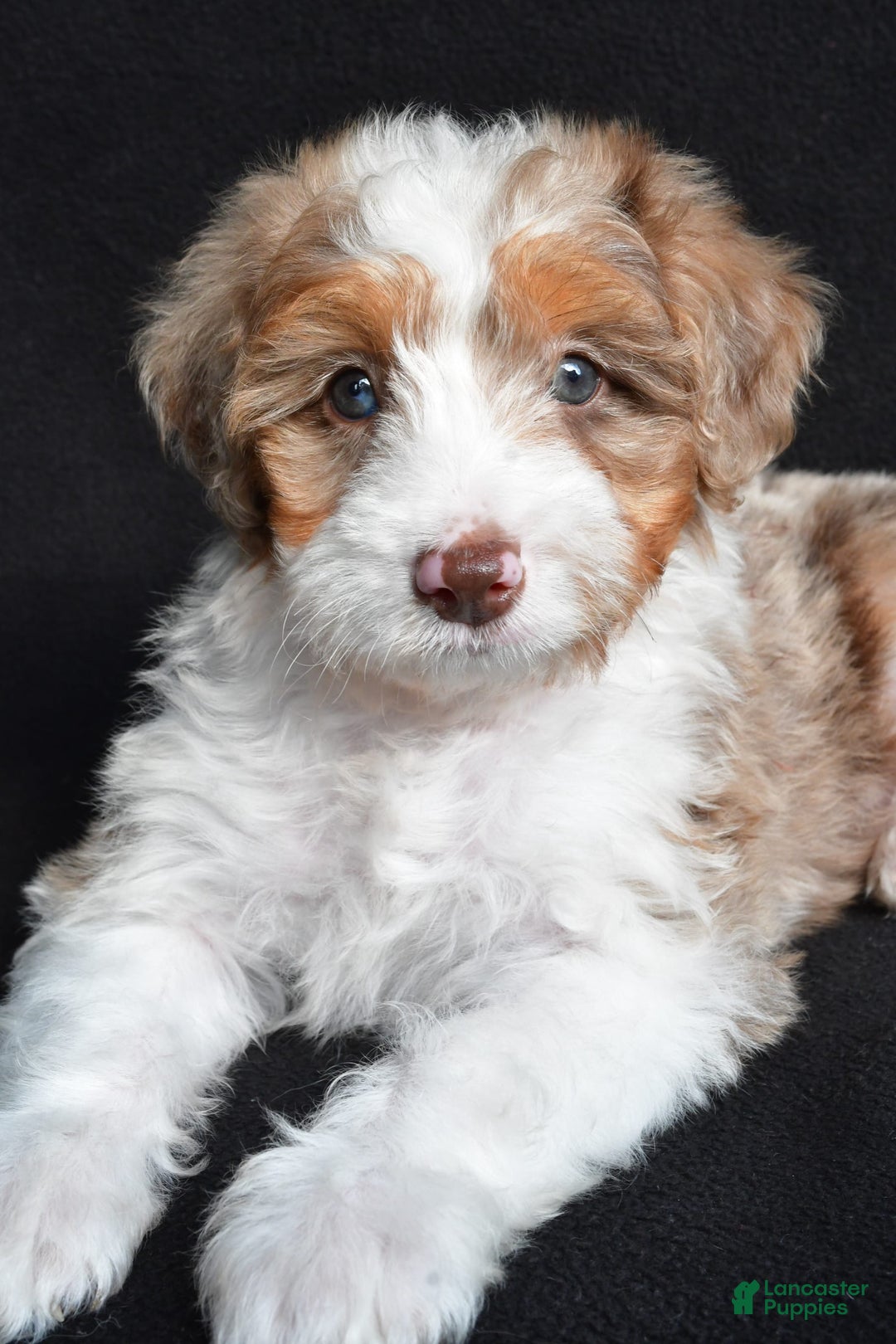 Mini Aussiedoodle dogs for sale: Julia - Image 2
