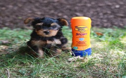Yorkshire Terrier dogs for sale: Lillian Teacup - Image 7