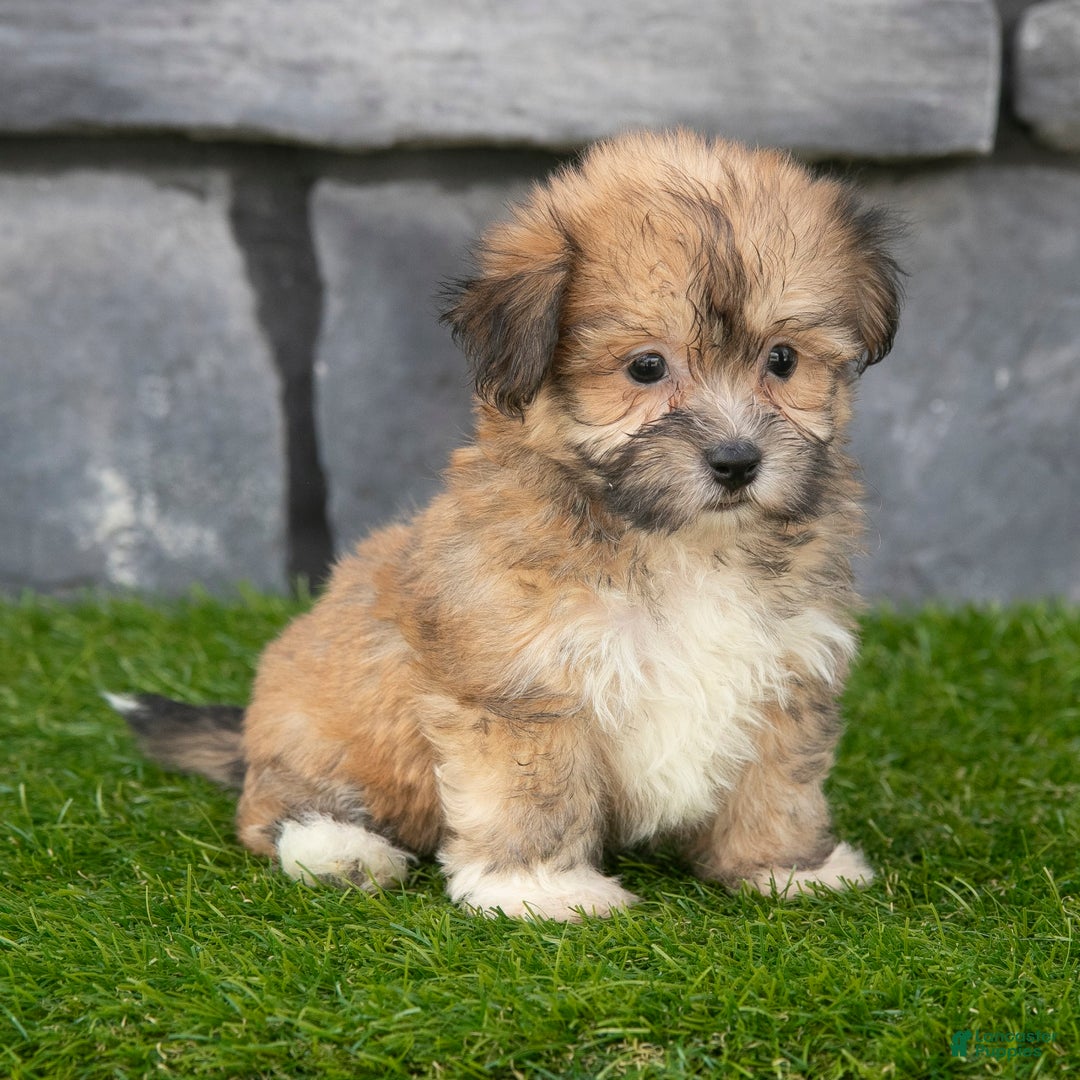 Havanese dogs for sale: Duke - Image 1