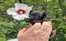 Chihuahua dogs for sale: Black Pearl - Image 13