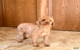 Miniature Poodle dogs for sale: Laurie - Image 5
