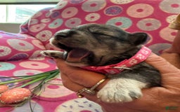 Miniature Schnauzer dogs for sale: Puppy4pink - Image 1