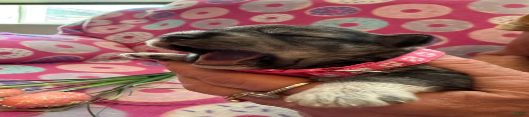 Puppy4pink