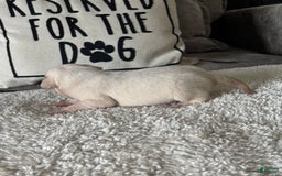 Pug dogs for sale: Pink Chinchilla Male - Image 4