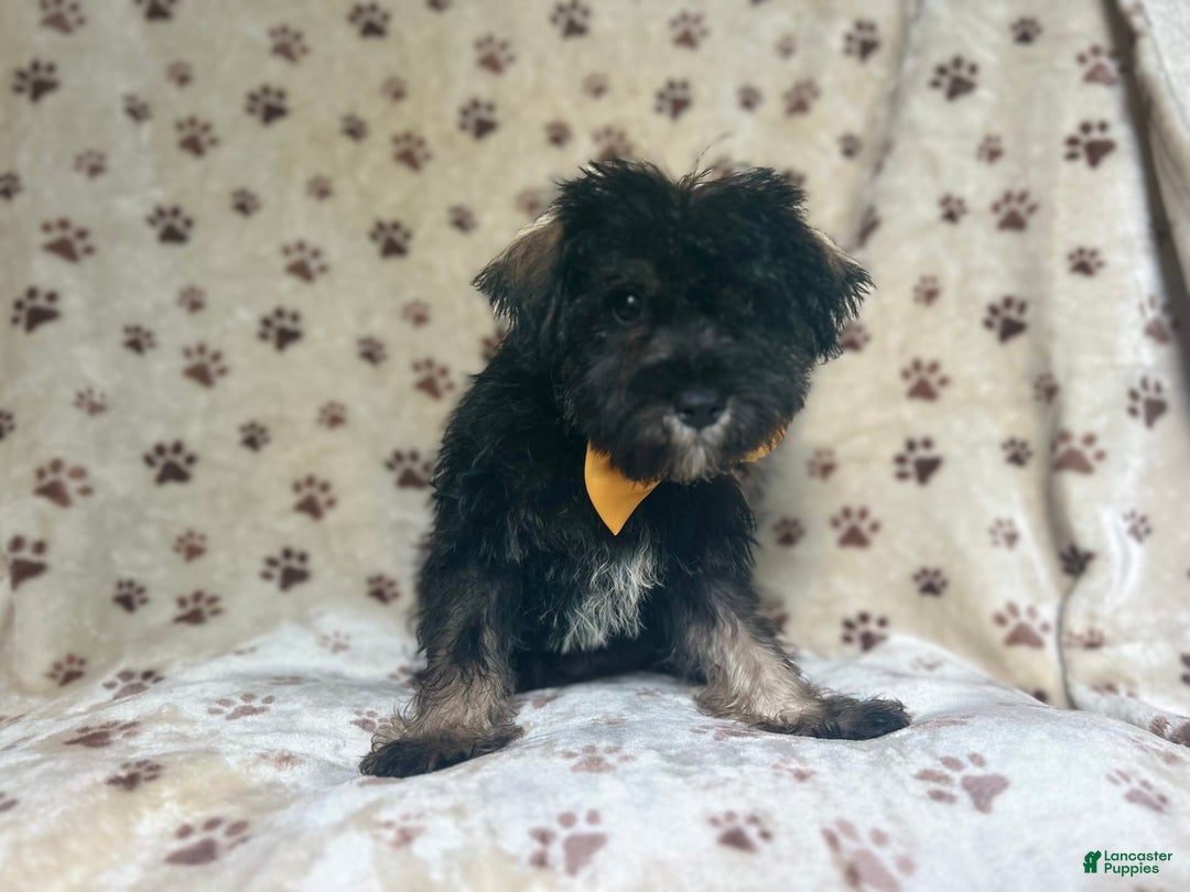 Miniature Schnauzer dogs for sale: Chaos - Image 7