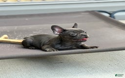 French Bulldog dogs for sale: Regina - Image 2
