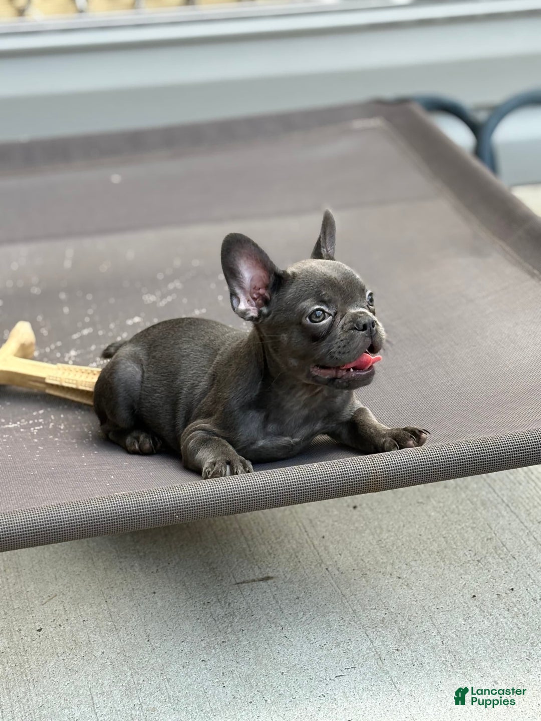 French Bulldog dogs for sale: Regina - Image 2