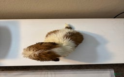 Shih Tzu dogs for sale: Shih Tzu 4 puppies - Image 16