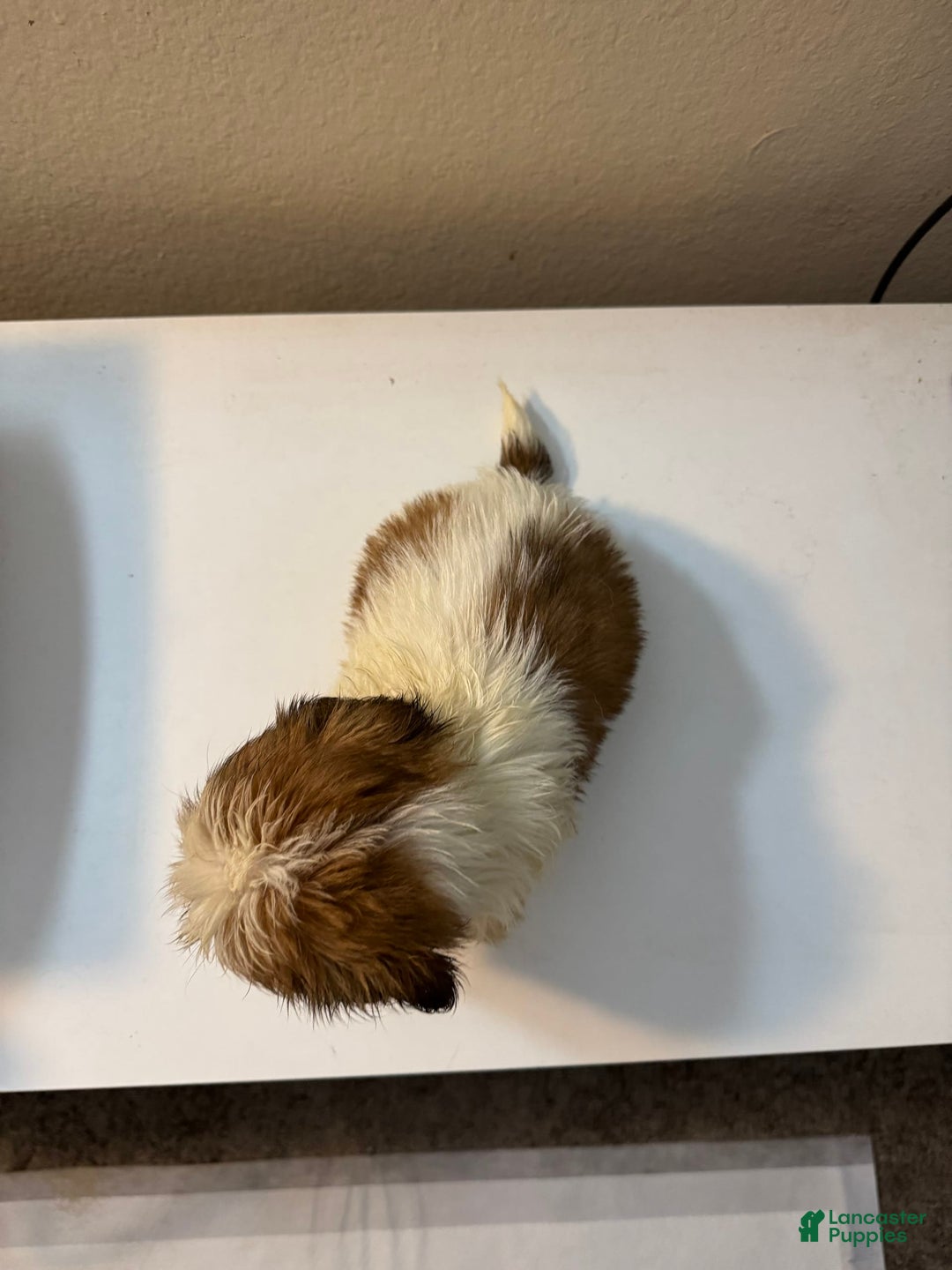 Shih Tzu dogs for sale: Shih Tzu 4 puppies - Image 16