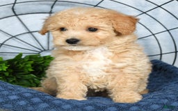 Bichpoo dogs for sale: Nora - Image 1