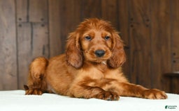 Irish Setter dogs for sale: Marley - Image 5