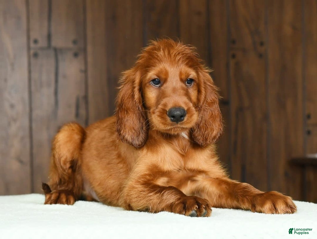 Irish Setter dogs for sale: Marley - Image 5