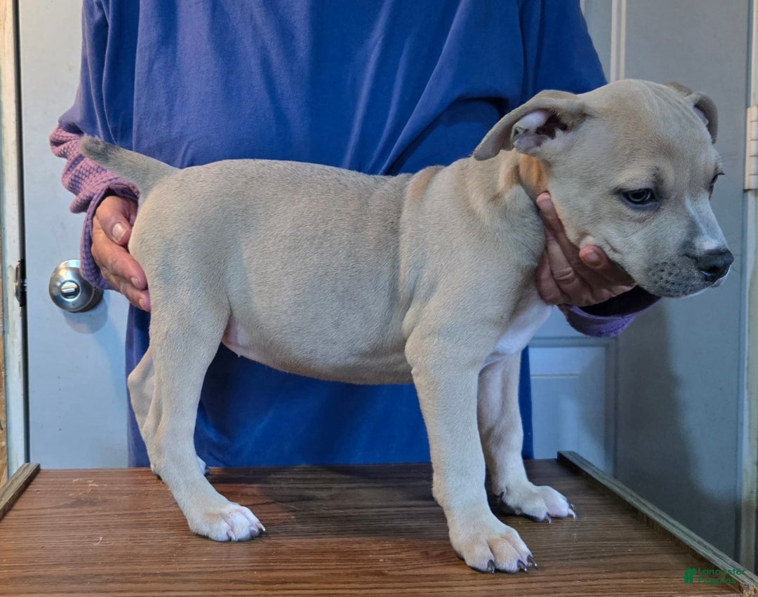 Staffordshire Bull Terrier dogs for sale: Hawks Penelope - Image 2