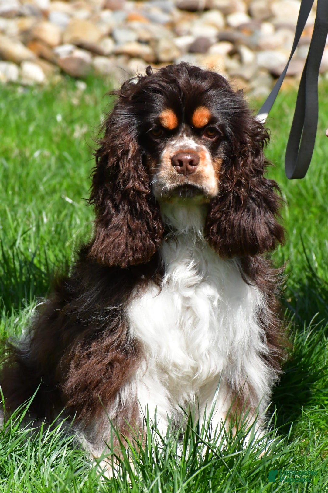 Cocker Spaniel dogs for sale: Pudge - Image 11