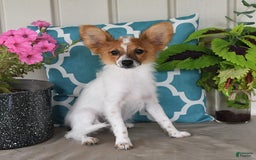 Papillon dogs for sale: Bella - Image 5