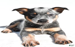 Australian Cattle Dog dogs for sale: Trixie - Image 6