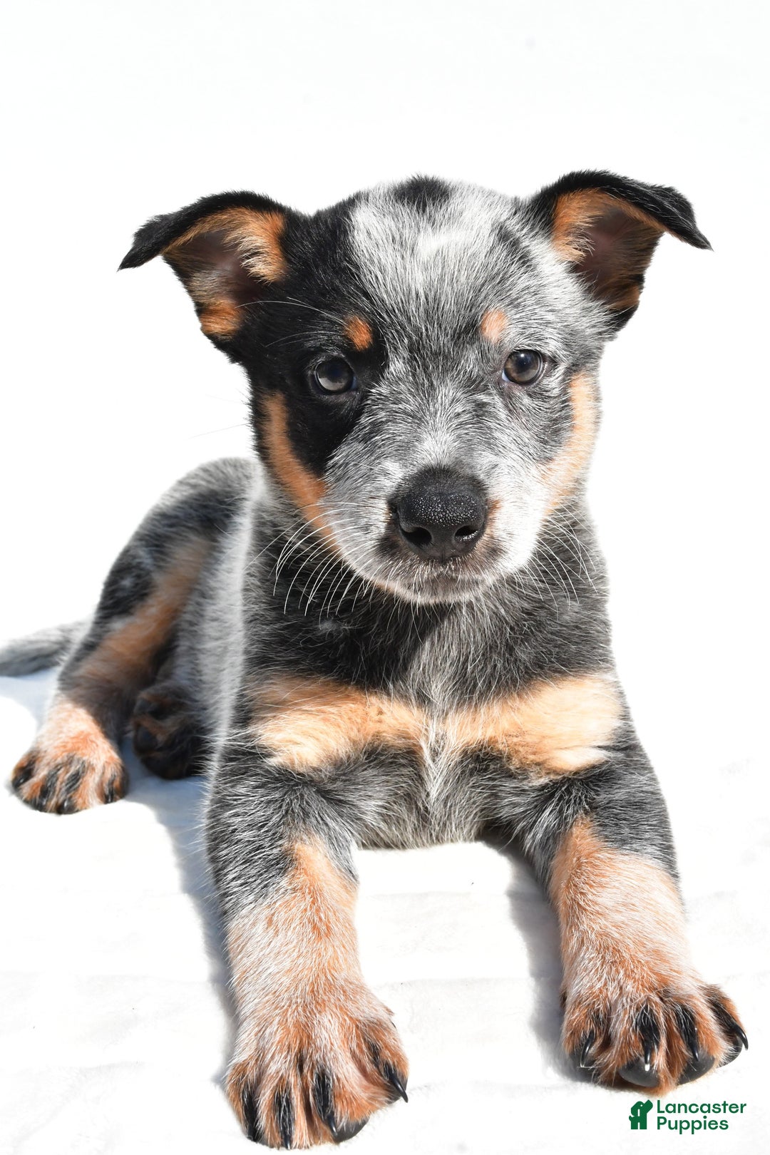 Australian Cattle Dog dogs for sale: Trixie - Image 6