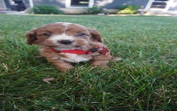 Cavapoo dogs for sale: Tanner - Image 3
