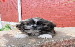 Shih Tzu dogs for sale: Max - Image 10