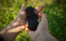 Morkie dogs for sale: "teacup" Cricket - Image 22