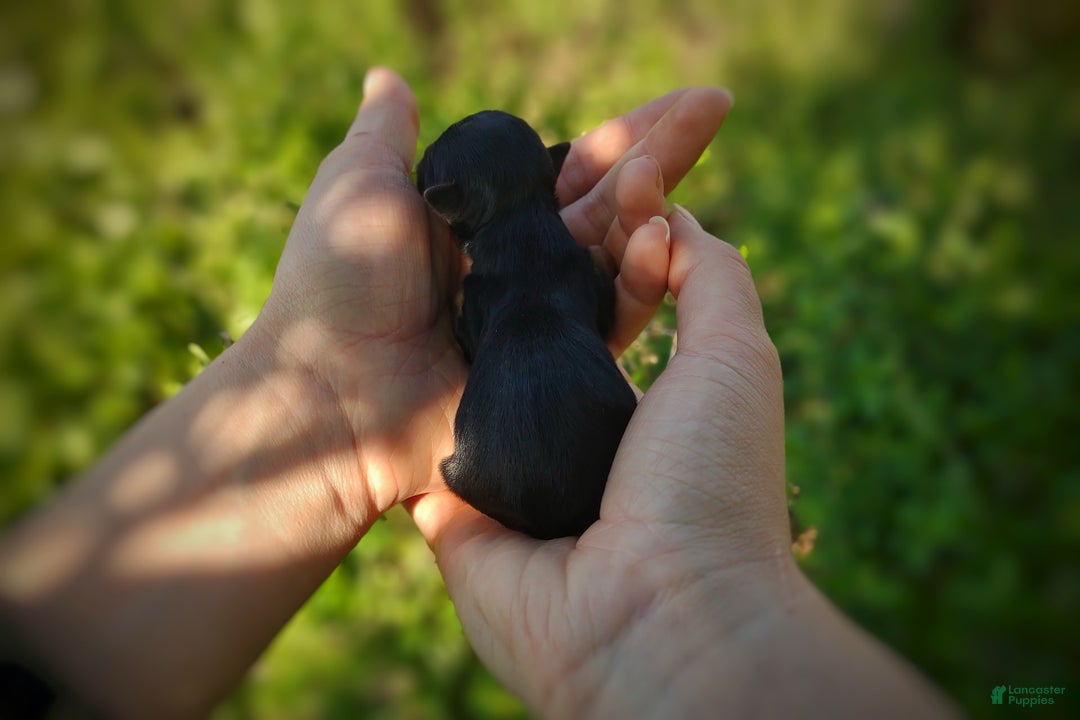 Morkie dogs for sale: "teacup" Cricket - Image 22