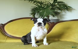 Boston Terrier dogs for sale: Happy - Image 15