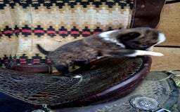 Border Collie dogs for sale: Border Collie 3 puppies - Image 15