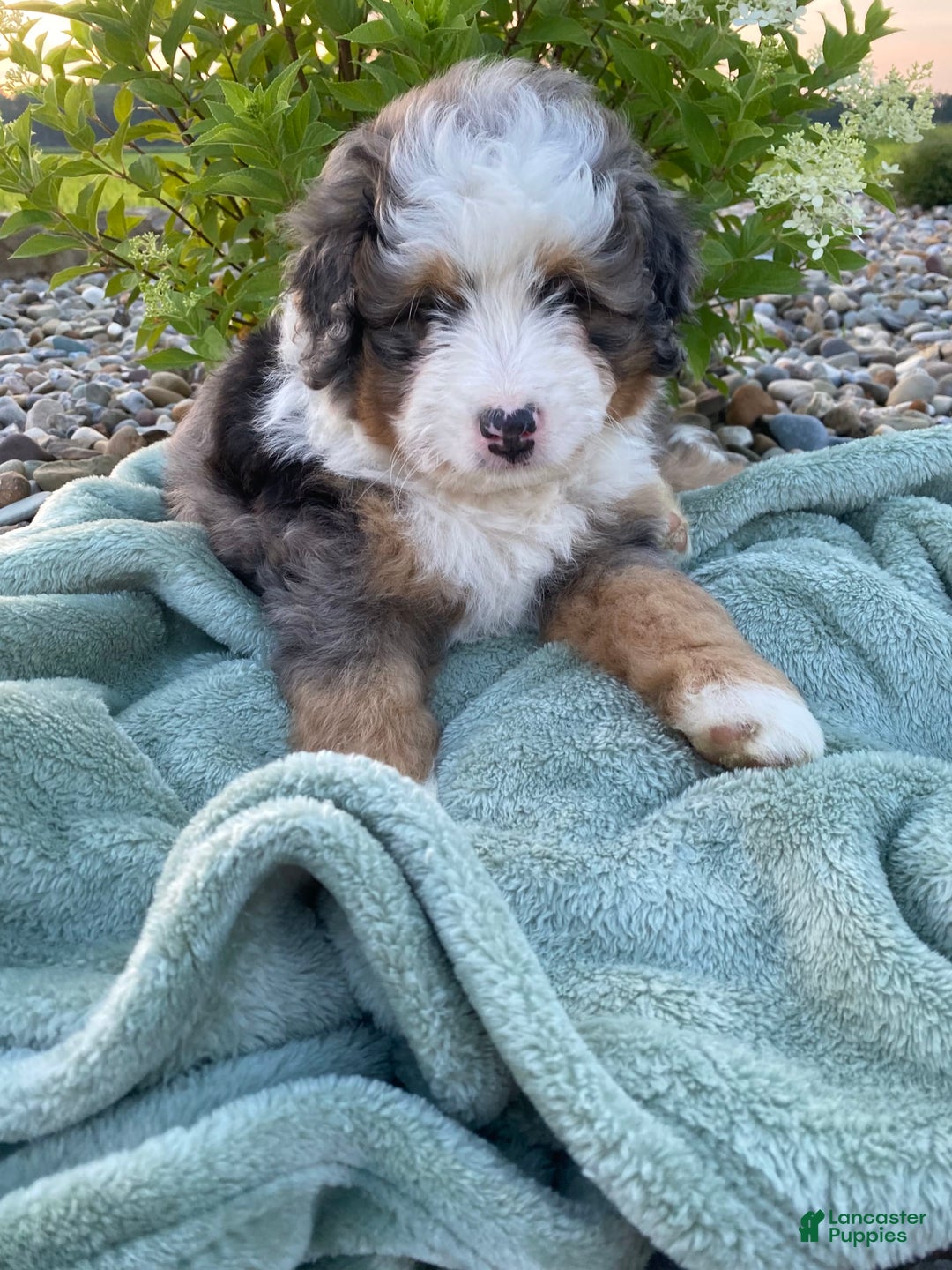 Mini Bernedoodle dogs for sale: Mini Bernedoodle 5 puppies - Image 13