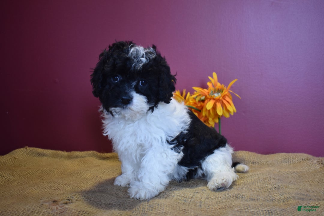 Cavapoo dogs for sale: Jasmine - Image 4