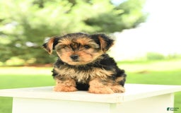 Yorkshire Terrier dogs for sale: Benny - Image 13