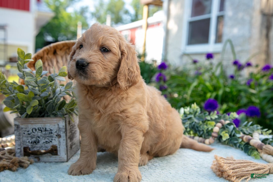 Goldendoodle dogs for sale: Trigger - Image 3