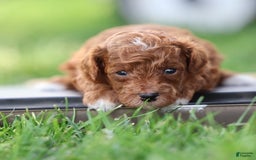 Toy Poodle dogs for sale: Dusky - Image 4
