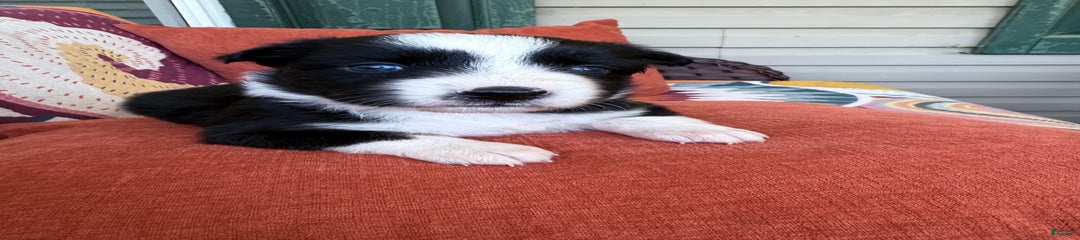 Milly