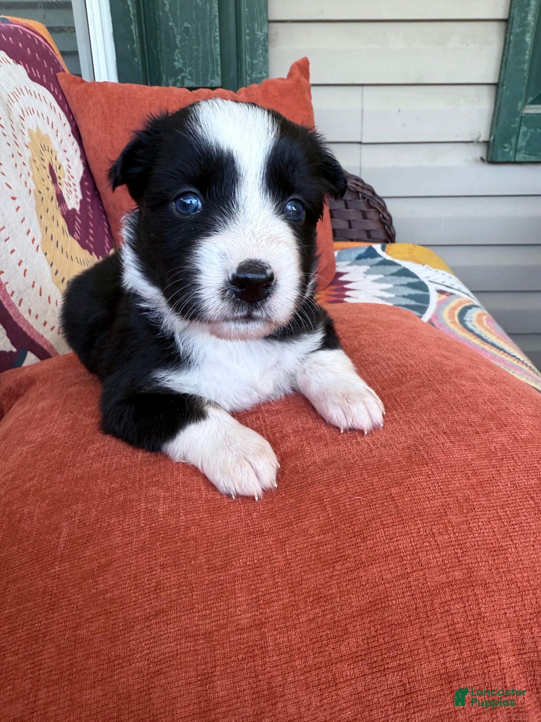 Miniature Australian Shepherd dogs for sale: Milly - Image 1