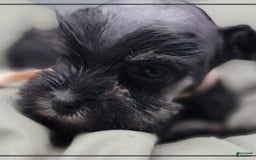 Miniature Schnauzer dogs for sale: Fern - Image 9