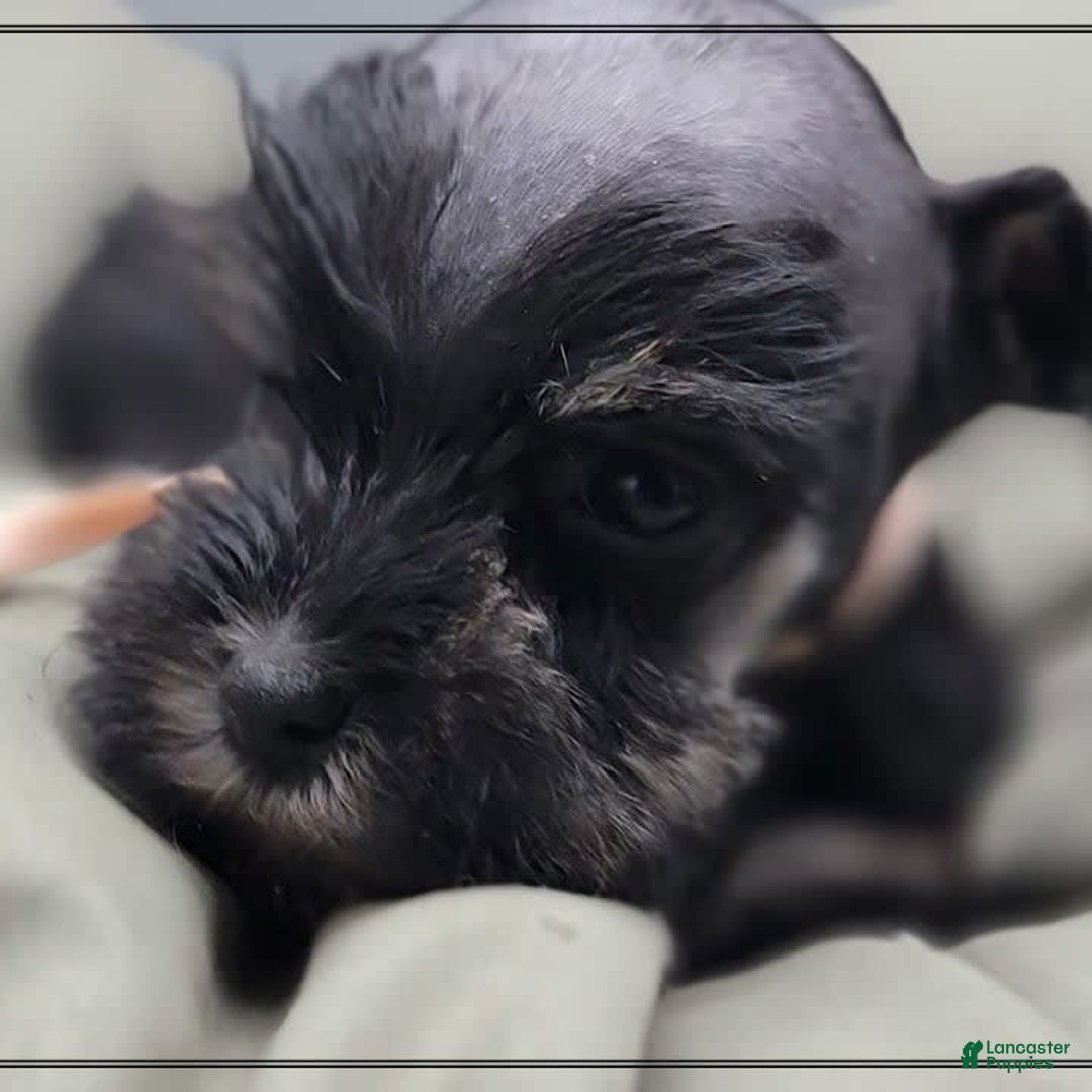 Miniature Schnauzer dogs for sale: Fern - Image 9