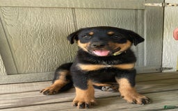 Rottweiler dogs for sale: Vans - Image 3